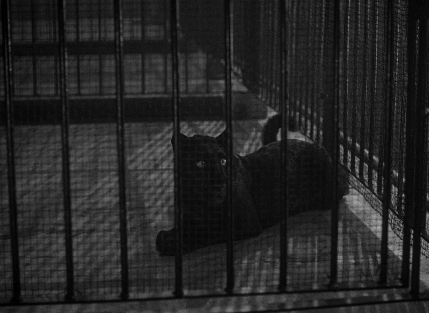 Cat People (1942) - Panther Cat People (1942) - Panther