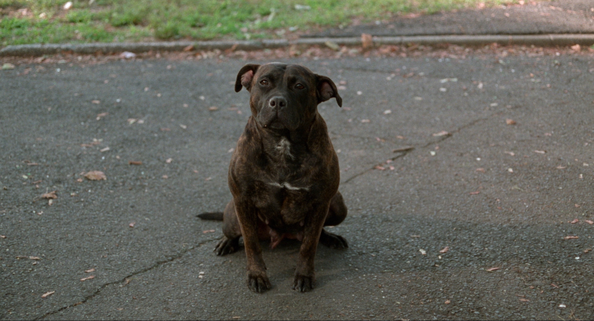 Ghost Dog: The Way of the Samurai (1999) Ghost Dog: The Way of the Samurai (1999)