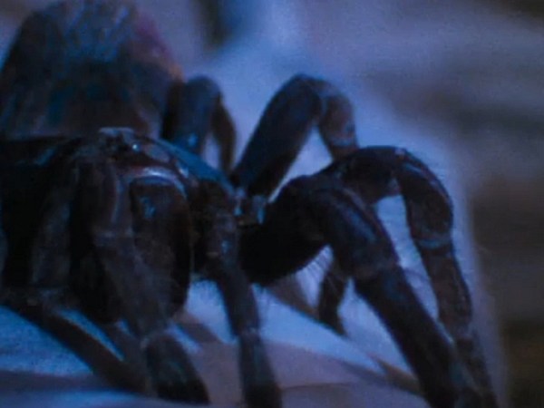 Film After 11 Podcast | Arachnophobia&nbsp;(1990)